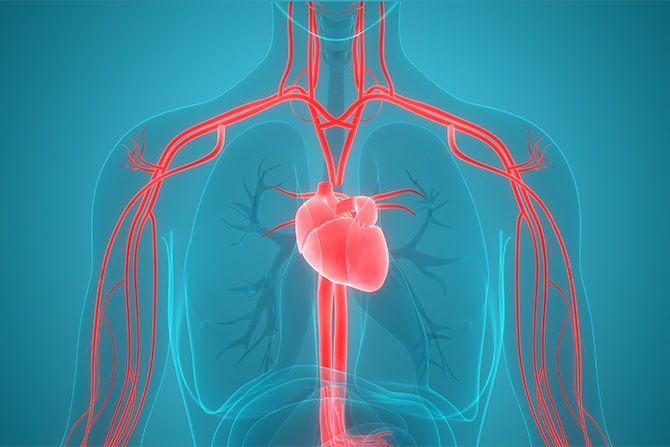 cardiovascular circulatory system heart