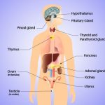 endocrine system hormone glands