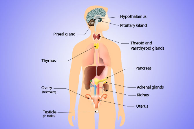 endocrine system hormone glands