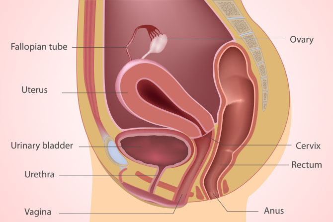 female anatomy side view