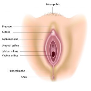 female external anatomy genitals